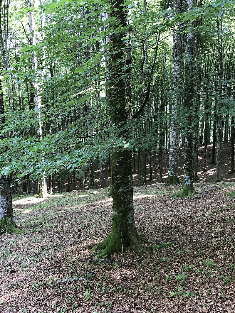 Fagus sylvatica (European beech) with fresh green spring foliage and smooth grey bark