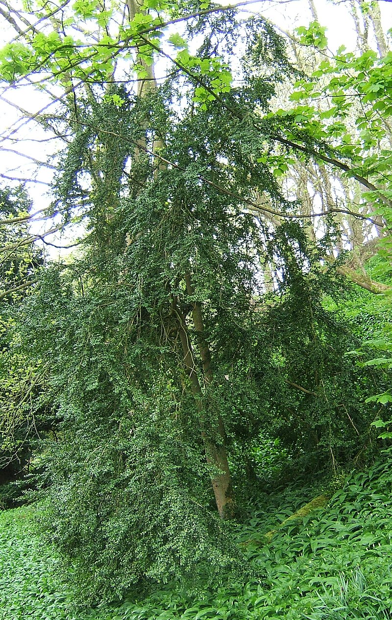 Mature Buxus sempervirens (common box) specimen with dense dark green evergreen foliage
