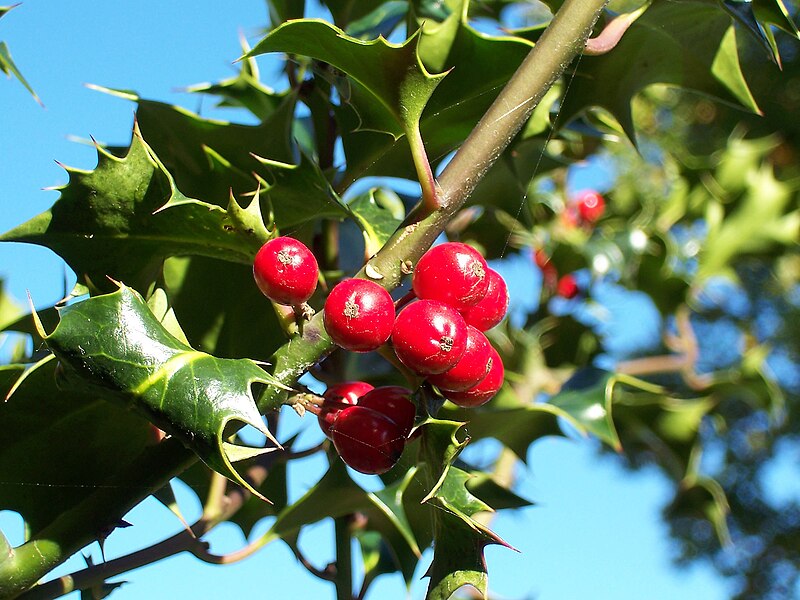 Ilex aquifolium (English holly) showing glossy dark green prickly leaves and bright red winter berries