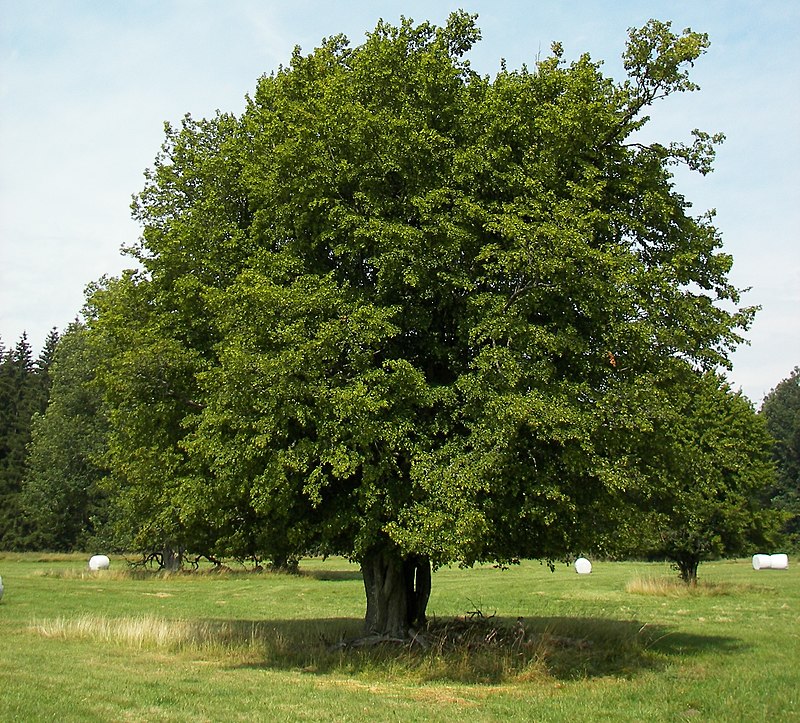 Carpinus betulus (European hornbeam) tree in summer showing ribbed leaves and fluted grey bark