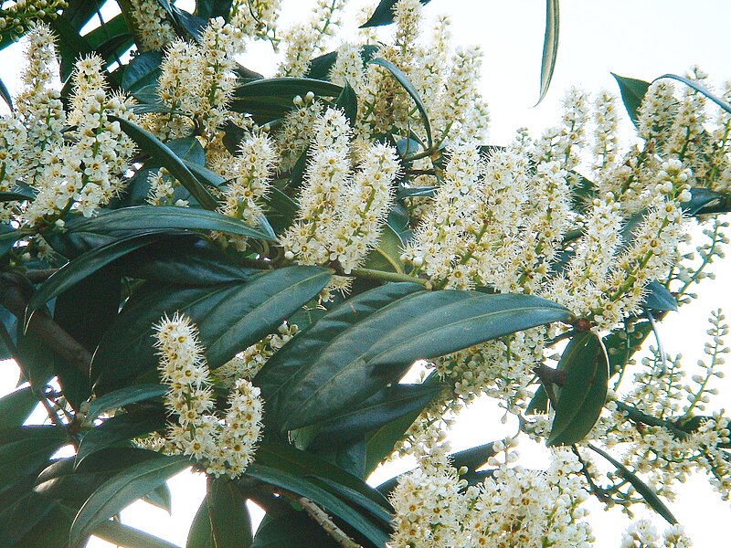 Prunus laurocerasus (cherry laurel) showing glossy dark green leaves and white upright flower spikes