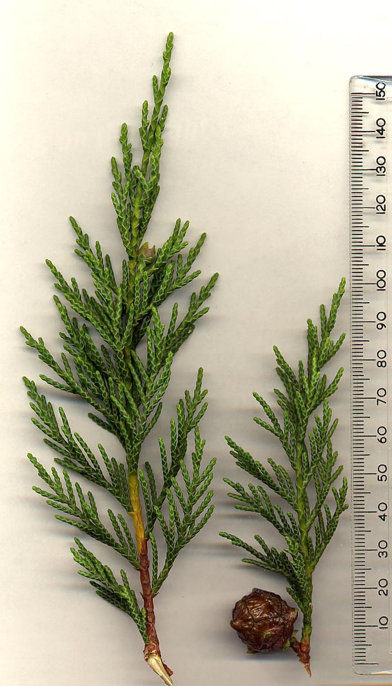 Cupressus × leylandii (Leyland cypress) foliage showing flat sprays of scale-like green leaves and small cones