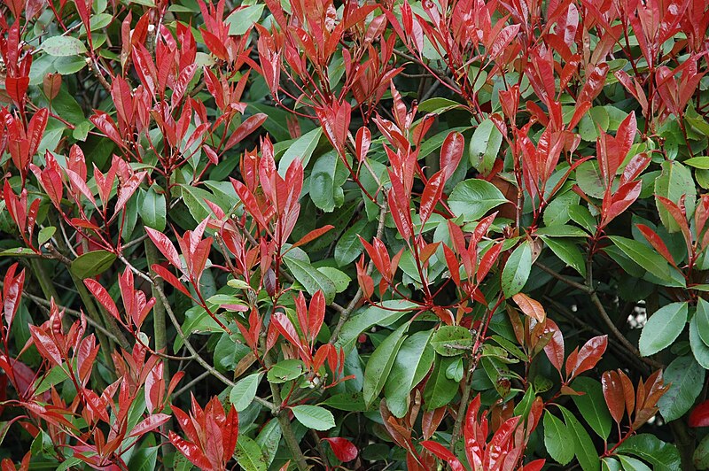 Photinia fraseri 'Red Robin' showing the characteristic bright red new leaf growth against older dark green foliage