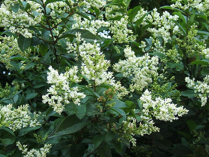 Close-up of Ligustrum ovalifolium (garden privet) showing its small oval green leaves and white flower clusters