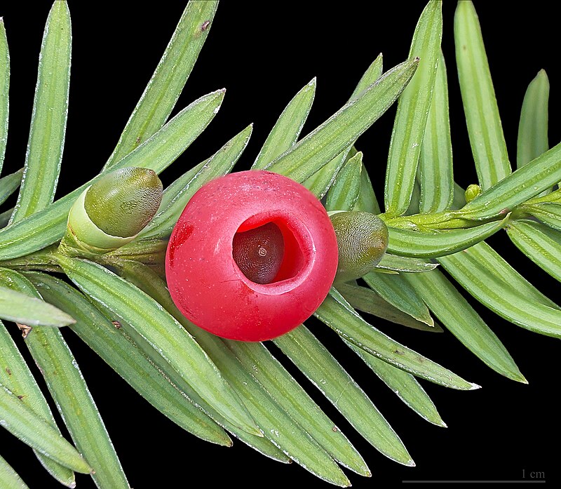Taxus baccata (English yew) foliage showing flat dark green needles and a red berry-like aril